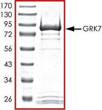 GRK7, active, GST tagged human PRECISIO&#174; Kinase, recombinant, expressed in baculovirus infected Sf9 cells, &#8805;70% (SDS-PAGE), buffered aqueous glycerol solution