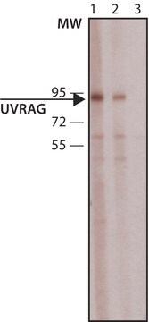 Anti-UVRAG antibody produced in rabbit ~1&#160;mg/mL, affinity isolated antibody, buffered aqueous solution