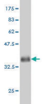 Monoclonal Anti-KLF9 antibody produced in mouse clone 1H5, purified immunoglobulin, buffered aqueous solution