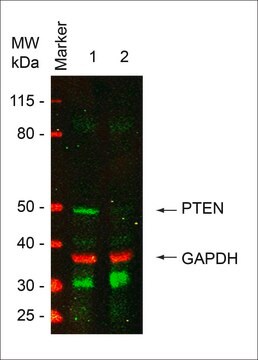 MISSION&#174; esiRNA targeting human PTEN