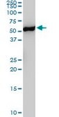 ANTI-YES1 antibody produced in mouse clone 3C6, purified immunoglobulin, buffered aqueous solution