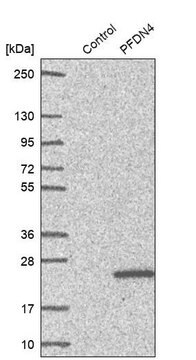 Anti-PFDN4 antibody produced in rabbit Prestige Antibodies&#174; Powered by Atlas Antibodies, affinity isolated antibody, buffered aqueous glycerol solution