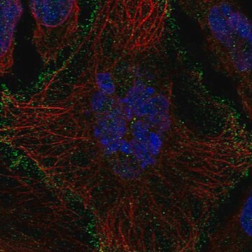 Anti-Slco1B1 Antibody Produced In Rabbit Prestige Antibodies&#174; Powered by Atlas Antibodies, affinity isolated antibody, buffered aqueous glycerol solution