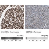Anti-UQCRC2 antibody produced in rabbit Prestige Antibodies&#174; Powered by Atlas Antibodies, affinity isolated antibody, buffered aqueous glycerol solution