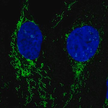 Anti-NLGN2 antibody produced in rabbit Prestige Antibodies&#174; Powered by Atlas Antibodies, affinity isolated antibody