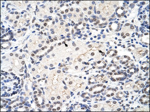 Anti-MRM1 antibody produced in rabbit IgG fraction of antiserum