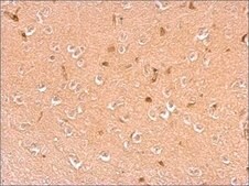Anti-DBH antibody produced in rabbit