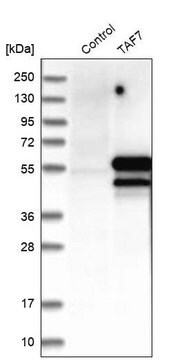 Anti-TAF7 antibody produced in rabbit Prestige Antibodies&#174; Powered by Atlas Antibodies, affinity isolated antibody, buffered aqueous glycerol solution