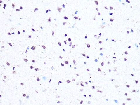 Anti-HMGA1 antibody produced in rabbit