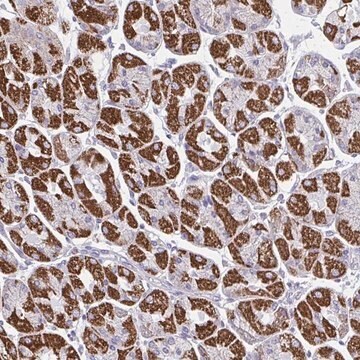 Anti-OR13A1 antibody produced in rabbit Prestige Antibodies&#174; Powered by Atlas Antibodies, affinity isolated antibody, buffered aqueous glycerol solution