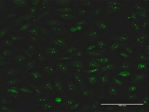 Monoclonal Anti-S100A7 antibody produced in mouse clone 2A10, purified immunoglobulin, buffered aqueous solution