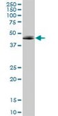 Anti-ADORA2A antibody produced in mouse purified immunoglobulin, buffered aqueous solution