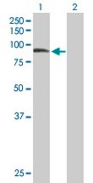 Anti-ZER1 antibody produced in mouse purified immunoglobulin, buffered aqueous solution
