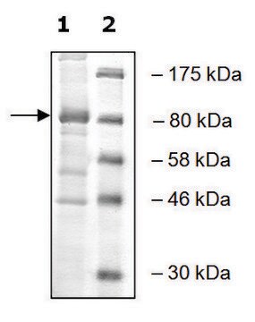 PLU-1 murine recombinant, expressed in baculovirus infected Sf9 cells, &#8805;50% (SDS-PAGE)