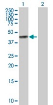 Anti-BGN antibody produced in rabbit purified immunoglobulin, buffered aqueous solution