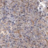 Anti-TSPOAP1 antibody produced in rabbit Prestige Antibodies&#174; Powered by Atlas Antibodies, affinity isolated antibody, buffered aqueous glycerol solution, Ab1