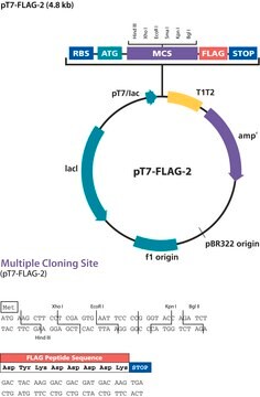 pT7-FLAG&#8482;-2 Expression Vector