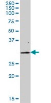 Anti-FAHD2A antibody produced in mouse IgG fraction of antiserum, buffered aqueous solution