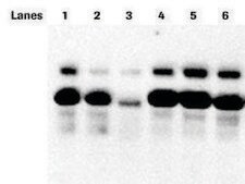 PhosSTOP&#8482; sufficient for 10 10mL buffer preparations, sufficient for 20 10mL buffer preparations, suitable for tissue processing, suitable for immunoprecipitation (IP)