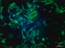 TissueFab&#174; bioink&nbsp; (Gel)ma -UV/365 nm