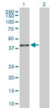 Anti-BMP2 antibody produced in rabbit purified immunoglobulin, buffered aqueous solution