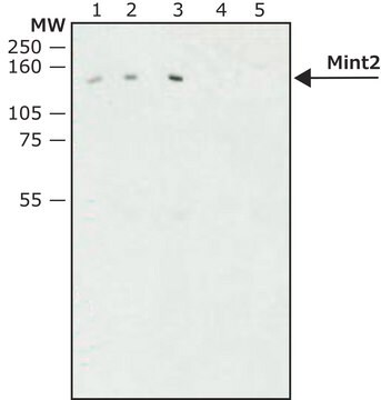 Anti-Mint2 antibody produced in rabbit affinity isolated antibody, buffered aqueous solution