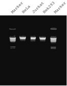 GenElute&#8482; Mammalian Genomic DNA Miniprep Kits sufficient for 10&#160;purifications