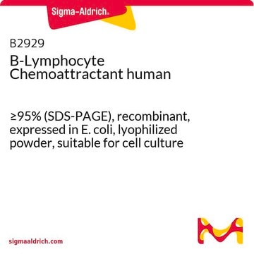 B-Lymphocyte Chemoattractant human &#8805;95% (SDS-PAGE), recombinant, expressed in E. coli, lyophilized powder, suitable for cell culture