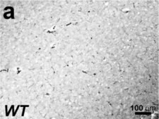 Anti-Actin, &#945;-Smooth Muscle antibody, Mouse monoclonal clone 1A4, purified from hybridoma cell culture