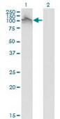 Monoclonal Anti-FGFR2 antibody produced in mouse clone 1G3, purified immunoglobulin, buffered aqueous solution