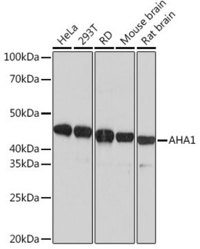 Anti-AHA1 Antibody, clone 8E5H7, Rabbit Monoclonal