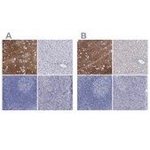 Anti-SLC1A3 antibody produced in rabbit Prestige Antibodies&#174; Powered by Atlas Antibodies, affinity isolated antibody, buffered aqueous glycerol solution