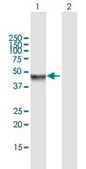Anti-MAPK8 antibody produced in mouse purified immunoglobulin, buffered aqueous solution