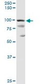 Anti-PDCD6IP antibody produced in rabbit purified immunoglobulin, buffered aqueous solution