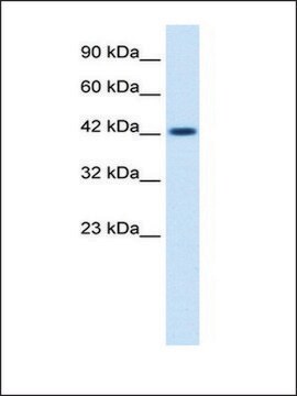 Anti-ZP3 antibody produced in rabbit IgG fraction of antiserum