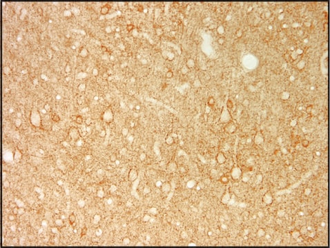 Monoclonal Anti-Glutamic Acid Decarboxylase 67 (GAD67) antibody produced in mouse clone K-87, purified antibody