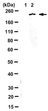 Anti-phospho NMDAR2A (Ser1459)