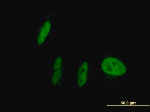 Anti-NR1I2 antibody produced in mouse purified immunoglobulin, buffered aqueous solution