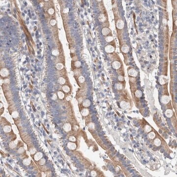 Anti-PSMG3 antibody produced in rabbit Prestige Antibodies&#174; Powered by Atlas Antibodies, affinity isolated antibody, buffered aqueous glycerol solution