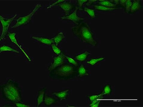 Anti-PIP5K1A antibody produced in rabbit purified immunoglobulin, buffered aqueous solution