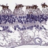 Anti-PDE6A antibody produced in rabbit Prestige Antibodies&#174; Powered by Atlas Antibodies, affinity isolated antibody