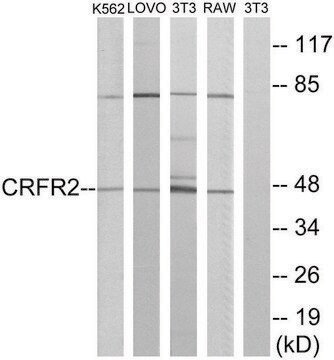 Anti-CRFR2 antibody produced in rabbit affinity isolated antibody