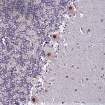 Anti-C2ORF49 antibody produced in rabbit Prestige Antibodies&#174; Powered by Atlas Antibodies, affinity isolated antibody, buffered aqueous glycerol solution