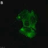 Anti-TRPA1 Antibody, clone 2N14 ZooMAb&#174; Rabbit Monoclonal recombinant, expressed in HEK 293 cells