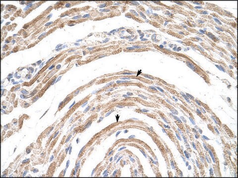 Anti-CPSF6 antibody produced in rabbit IgG fraction of antiserum