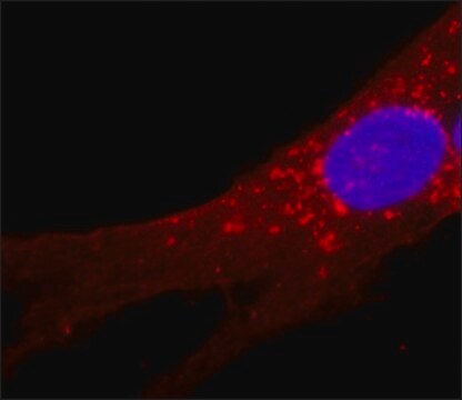 Monoclonal Anti-Fibroblast Surface Protein antibody produced in mouse clone 1B10, ascites fluid