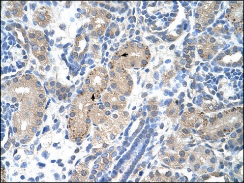 Anti-FOXR2 antibody produced in rabbit IgG fraction of antiserum