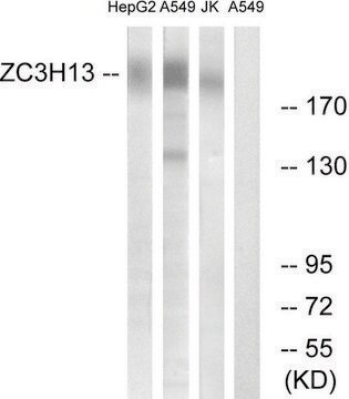 Anti-ZC3H13 antibody produced in rabbit affinity isolated antibody