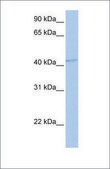 Anti-GABRA5 (ab2) antibody produced in rabbit affinity isolated antibody
