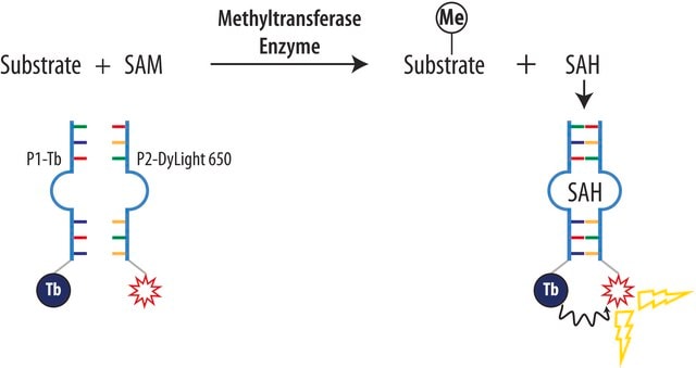 AptaFluor&#174; SAH Methyltransferase Assay